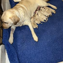 Girl 2 - Yellow female Labrador Retriever puppy in Marydel, Maryland from Andover Meadow Farm