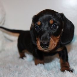 Boy 1 - Black and tan male Dachshund puppy in Craig, Colorado from Rocky Mountain Shih Tzus and Dry Creek Miniature Dachshunds