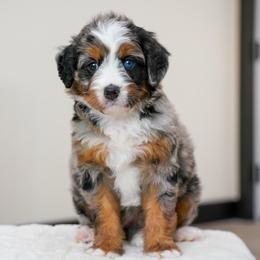 Teri - Merle female Bernedoodle puppy in Dundee, Ohio from Down Home Doodle