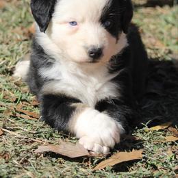 Starburst - Black tri-color female Australian Shepherd puppy in Laurel, Mississippi from Reeves Australian Shepherds