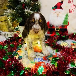 RB6 - Tri-Roan male English Springer Spaniel puppy in Britton, South Dakota from K&S Canines