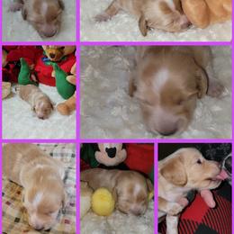 Dachshund Puppies from CLARK'S BREEDING PROGRAM