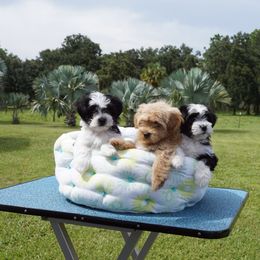 Havanese Puppies from Lil Scamps Havanese
