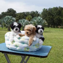 Havanese Puppies from Lil Scamps Havanese
