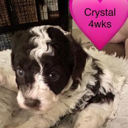 Crystal - Parti female Poodle puppy in Mineral Wells, Texas from S.H.A.R.P.’s Toy Poodles