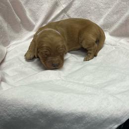 Kit Kat - light purple - Dark golden female Golden Retriever puppy in Pelham, Georgia from Sellers Kennels