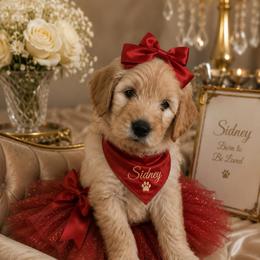 Girl 1 - female Goldendoodle puppy in Aurora, Illinois from Chicago Goldendoodles