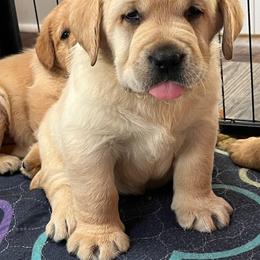 Scotch - Yellow male Labrador Retriever puppy in Fallston, Maryland from Bellvale Labradors