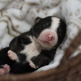 Glimmer - Tri-color female Bernedoodle puppy in Delta, Pennsylvania from KEE Bernedoodles