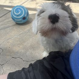 Boy 1 - Sealyham Terrier puppy in Fort Collins, Colorado from Altaco