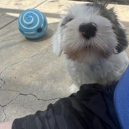Boy 1 - Sealyham Terrier puppy in Fort Collins, Colorado from Altaco
