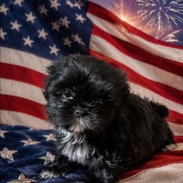 Lily - Black and white female Shih Tzu puppy in Vernon, Texas from Jennifer's Shih Tzus