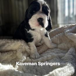 Female- Black white-tri possible -  Sugar - Black and white female English Springer Spaniel puppy in Pacific, Washington from Kaveman Springers