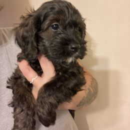 Cockapoo Puppies from Shimmer of Hope