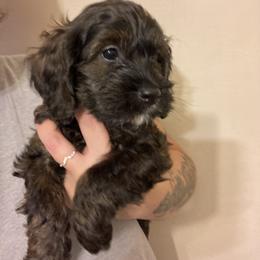Cockapoo Puppies from Shimmer of Hope