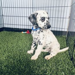 Thyme - long coat - White and black male Dalmatian puppy in Sedalia, Missouri from Missouri Dalmatians