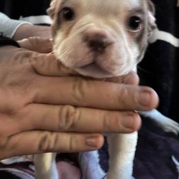 Toothless - Seal and white male Boston Terrier puppy in Pierceton, Indiana from Deb's Boston Terriers