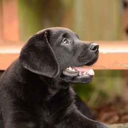 Labrador Retriever Puppies from Avery Labradors