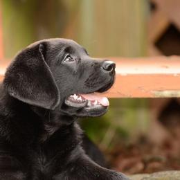 Labrador Retriever Puppies from Avery Labradors