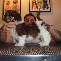 Havanese Puppies from Harmony Havanese