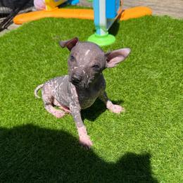 Taco - Dark brown female Xoloitzcuintli puppy in Manitowoc, Wisconsin from Wonderland Kennel