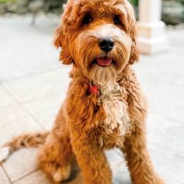 Goldie - Australian Labradoodle