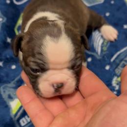 S. Brindle Boy - Black brindle and white male Boston Terrier puppy in Mc Donough, Georgia from Ballard Boston Terriers