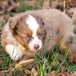 Miniature American Shepherd, Miniature Australian Shepherd, and Toy Australian Shepherd Puppies from Best Little Aussies