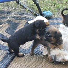 Boy 2 - Black and tan male Brussels Griffon puppy in Canyon Creek, Montana from Mad Monkey