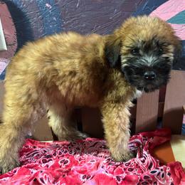 Alvin - Wheaten male Soft Coated Wheaten Terrier puppy in Gladewater, Texas from Felicias Swheaties