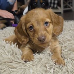 Teddy - Cream male Dachshund puppy in Irvington, Alabama from Christopher's Dachshunds