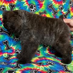 Bouvier des Flandres Puppies from Mathes Bouvier des Flandres