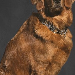 Daisy - Golden Retriever