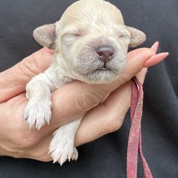 Ruby Collar - Cream female Havapoo puppy in Powder Springs, Georgia from West Cobb Dogs