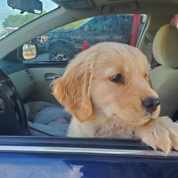 Golden Retriever Puppies from Bliss Creek Goldens
