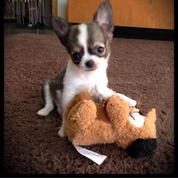 Chihuahua and Chinese Crested Puppies from Western Kentucky Chihuhua and Chinese Crested