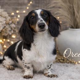 Oreo - Dachshund