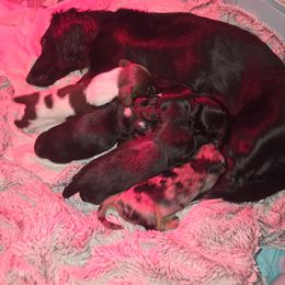 Dachshund Puppies from Mini Dachshund Loves