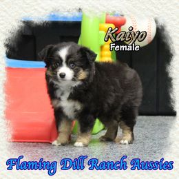 Kaiyo - Black tri female Toy Australian Shepherd puppy in Forestburg, Texas from Flaming Dill Ranch Aussies