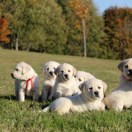 Labrador Retriever Puppies from Pure Joy Labradors