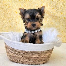 Disco TEACUP - Blue and gold female Yorkshire Terrier puppy in Monticello, Iowa from Ashley’s Puppies
