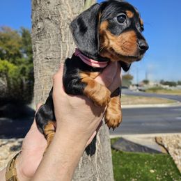 Ginny Weasley - Black and tan female Dachshund puppy in Rio Grande City, Texas from Hounds All Night
