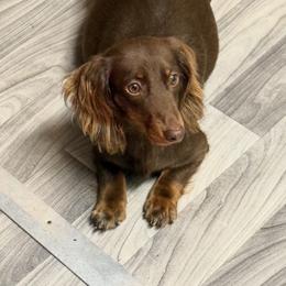 Brownie - Dachshund