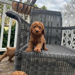 Manny - Red  male Poodle puppy in Mint Hill, North Carolina from DoodleForever