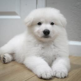 Berger Blanc Suisse Puppies from Moonlight Berger Blanc Suisses