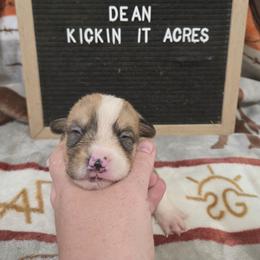Dean - Red male Pembroke Welsh Corgi puppy in Chariton, Iowa from Kickin It Acres BCs
