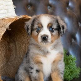 Easton- Has Tail and Videos - Blue merle male Australian Shepherd puppy in Troy, South Carolina from Lana Corley- Australian Shepherds of 3/W Farms
