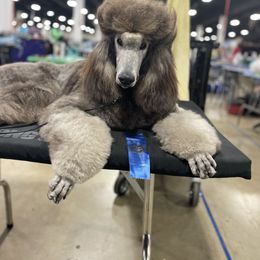 Argentum - Poodle