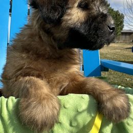 Boy 3 - Wheaten Soft Coated Wheaten Terrier puppy in Cody, Wyoming from Whoodles of Wyoming