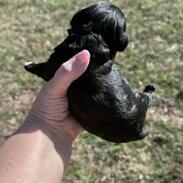 Love - Black and white female Cavapoo puppy in Mount Vernon, Texas from S and J Cavapoos